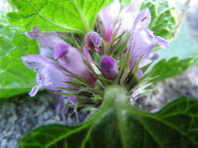 Lamium maculatum (e L. purpureum)